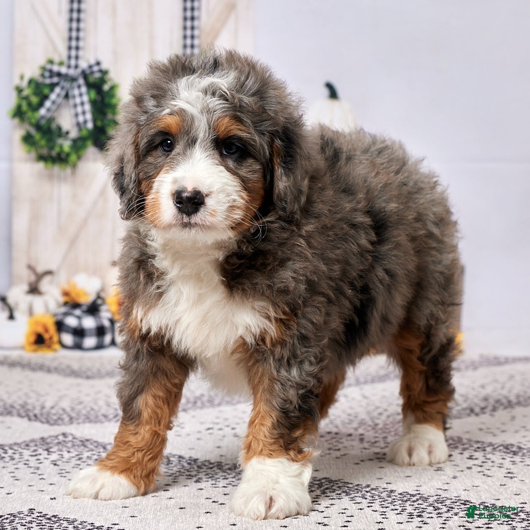 Mini Bernedoodle dogs for sale: Ryder - Ad 8
