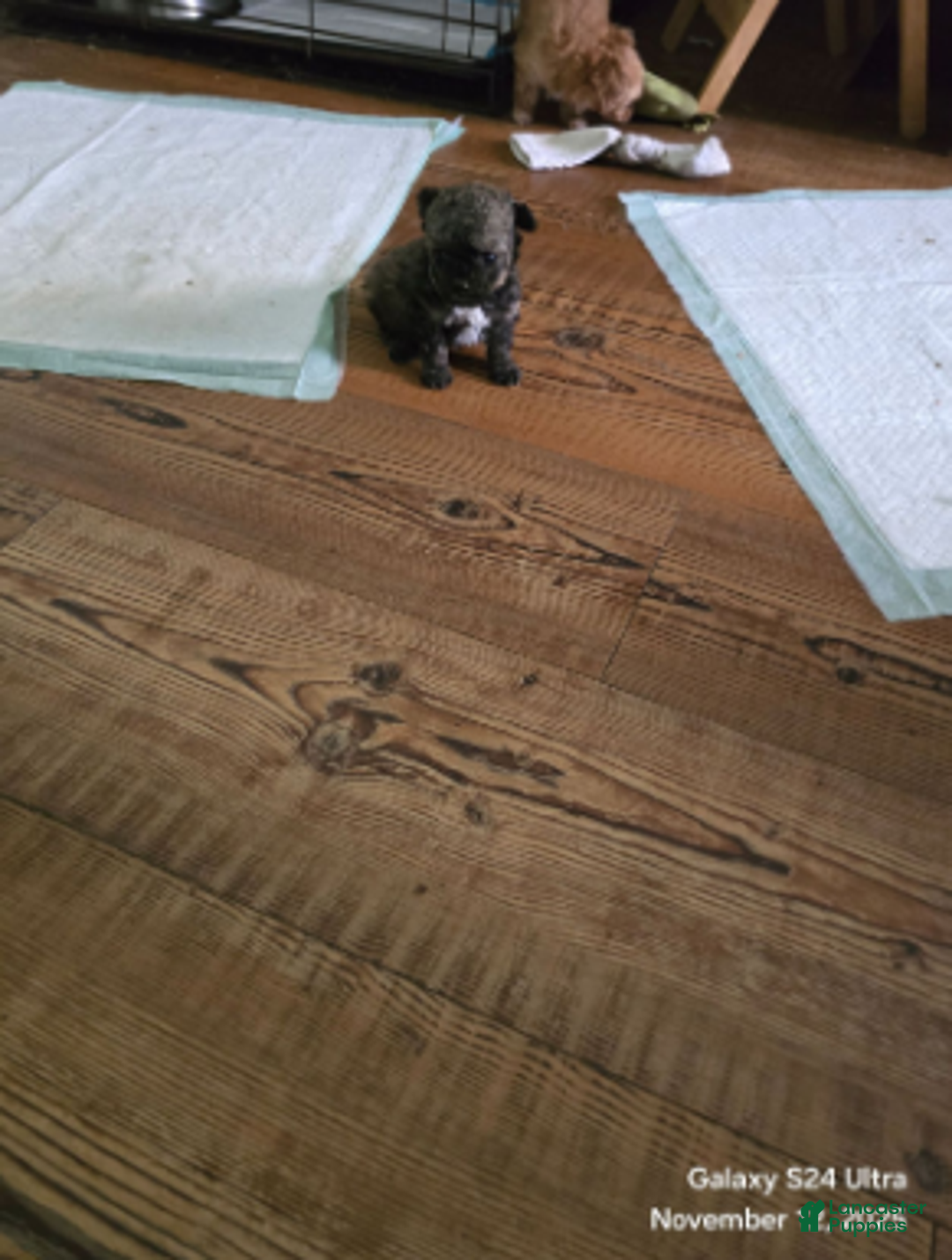 Standard Poodle dogs for sale: Tadpole - Ad 5