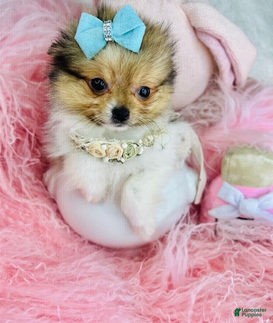 Mixed Breed dogs Mixed Breed Puppy 1 - Ad 9