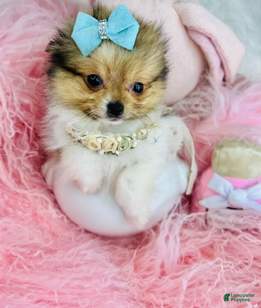 Mixed Breed dogs for sale: Mixed Breed Puppy 1 - Ad 1