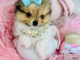 Mixed Breed dogs Mixed Breed Puppy 1 - Ad 9