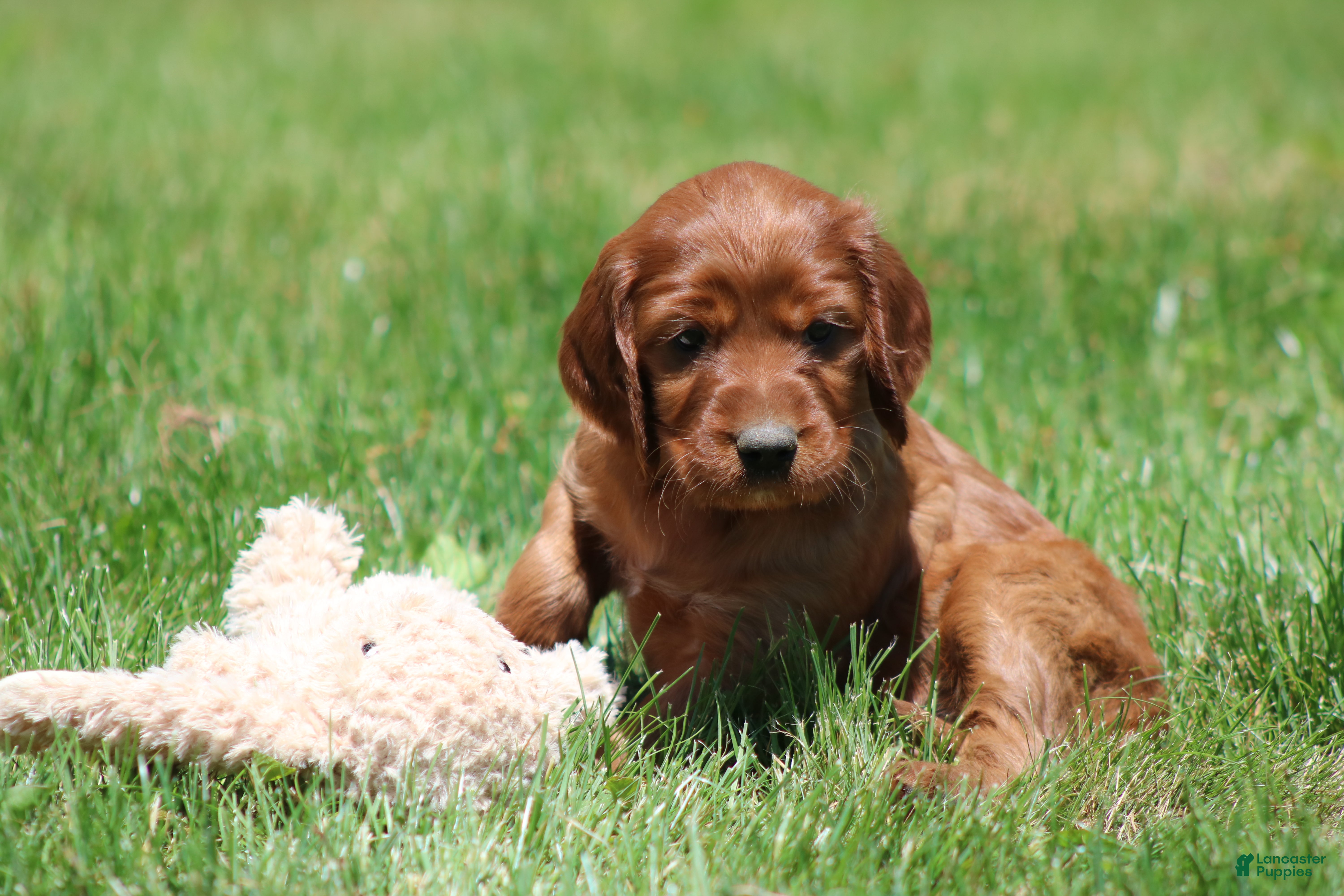 Irish Setter dogs for sale: Summer - Ad 2