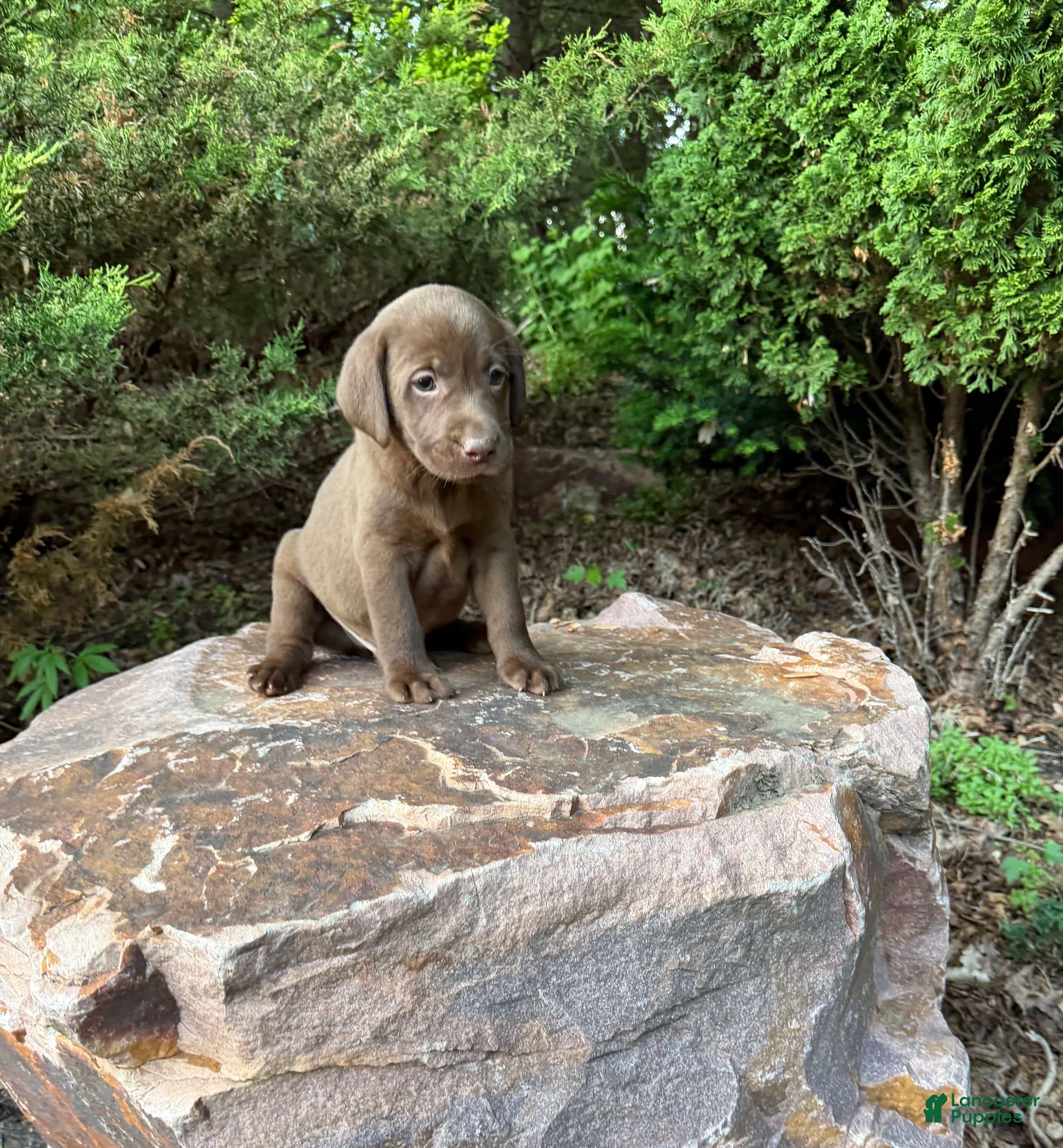 Labrador Retriever dogs for sale: Labrador Retriever Puppy 1 - Ad 3