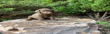 Labrador Retriever Puppy 1