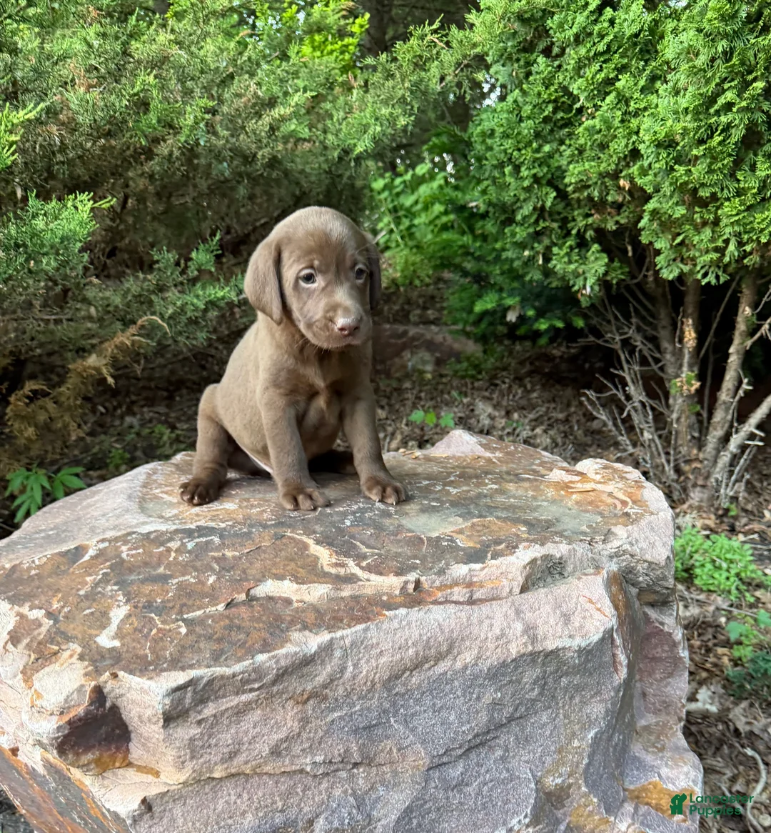 Labrador Retriever dogs for sale: Labrador Retriever Puppy 1 - Ad 1