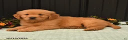 Golden Retriever dogs for sale: Benny - Ad 4
