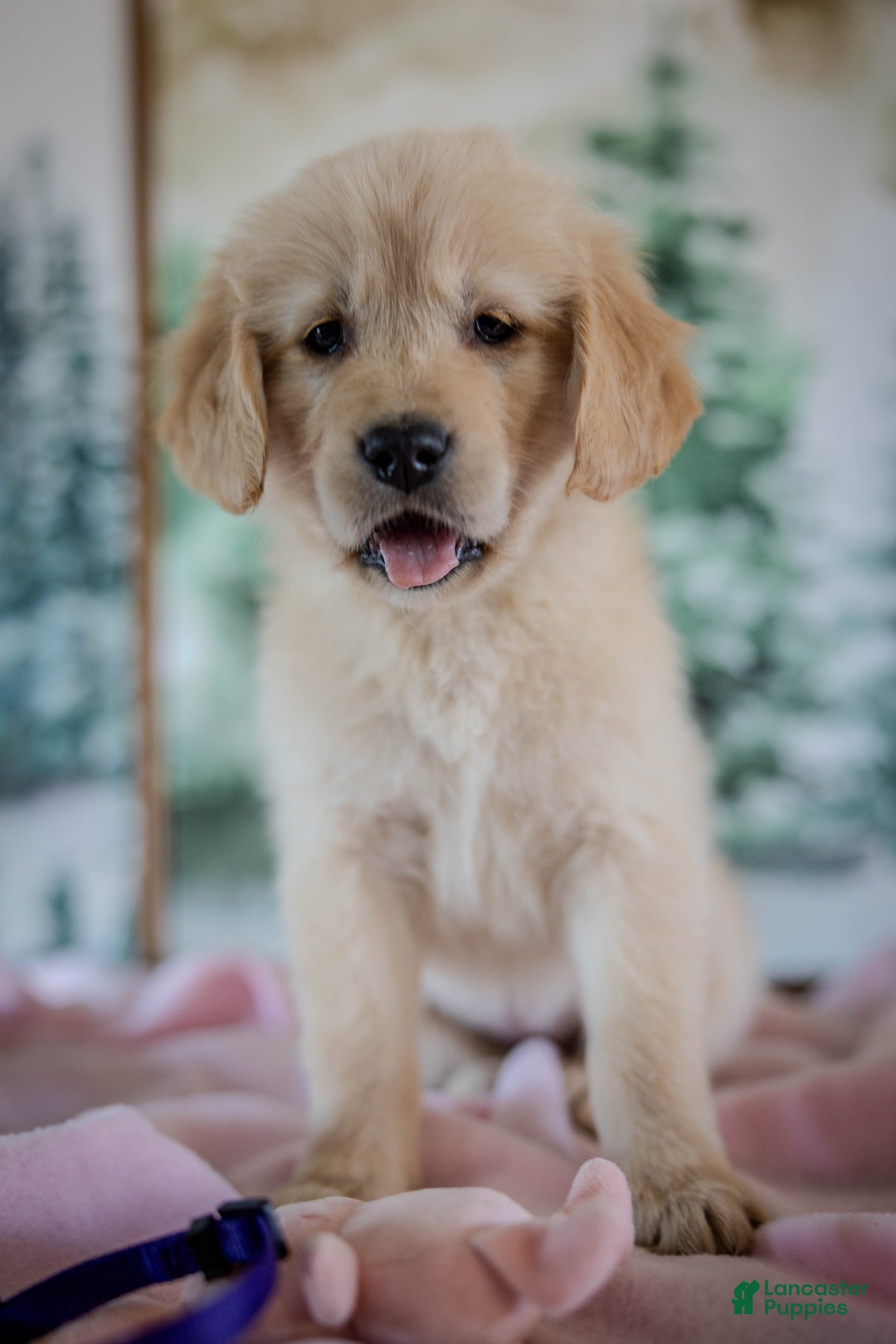 Golden Retriever dogs for sale: Purple - Ad 3