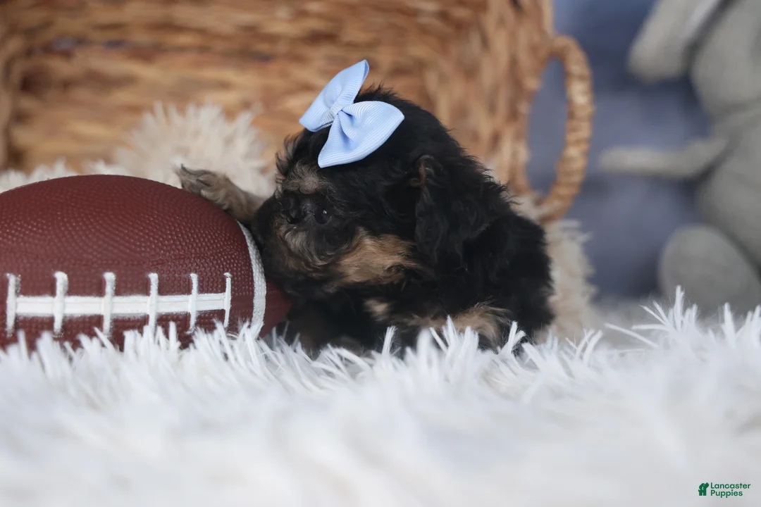 Miniature Poodle dogs for sale: Rosebud (Runt of Litter) - Ad 10