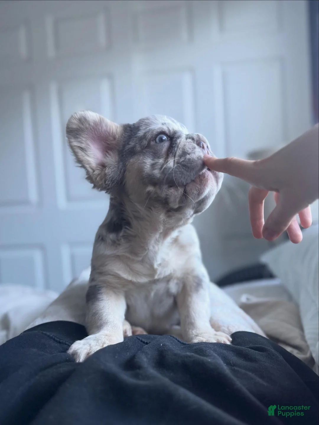 French Bulldog dogs for sale: Big Rope Lilac tan Merle Fluffy Male  - Ad 18