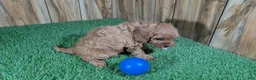 Cavapoo dogs for sale: LaRae's Boy - Ad 4