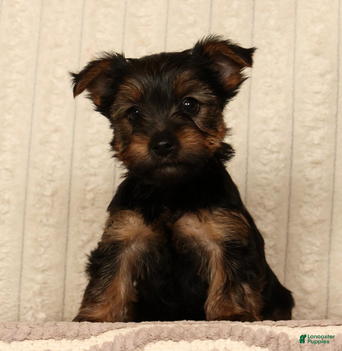 Yorkshire Terrier dogs Lily - Ad 2