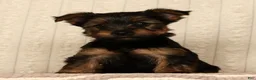 Yorkshire Terrier dogs for sale: Lily - Ad 2
