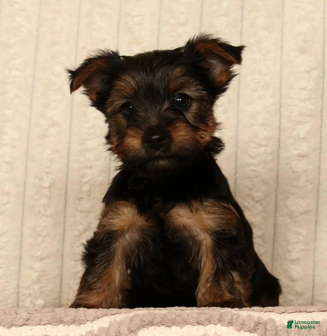 Yorkshire Terrier dogs for sale: Lily - Ad 2