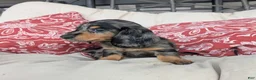 Dachshund dogs for sale: Dachshund 4 - Ad 4