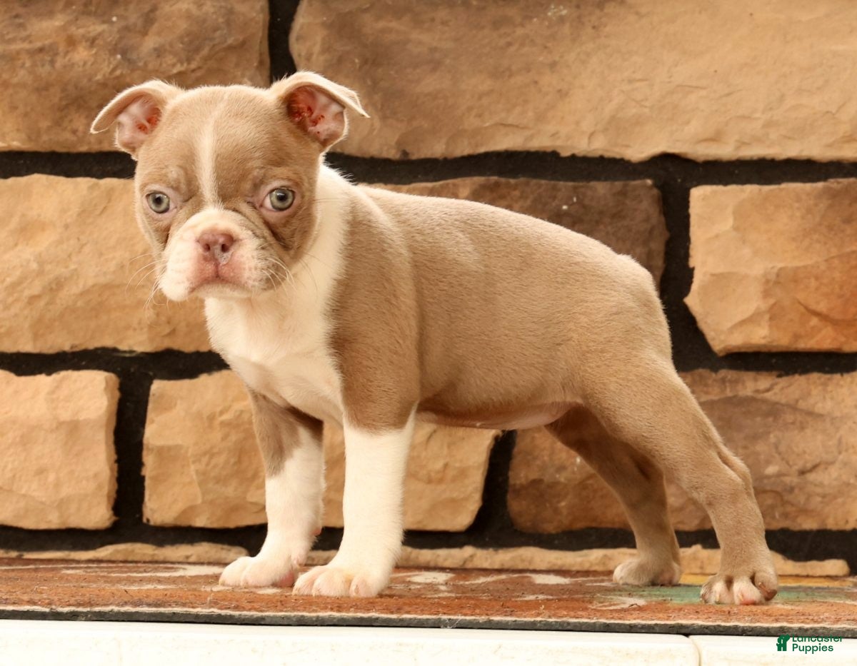 Boston Terrier dogs for sale: Kyah - Ad 4
