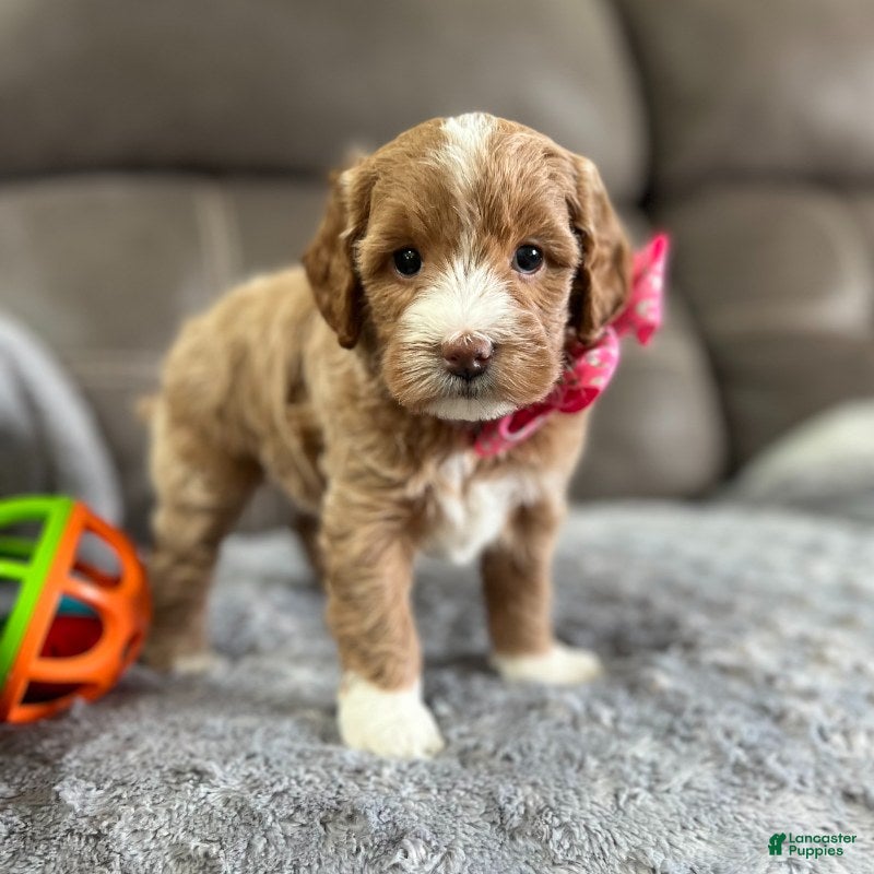 Goldendoodle dogs Zulu (Miniature Girl) - Ad 23