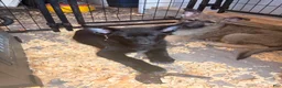 German Shepherd dogs for sale: Evanna - Ad 5