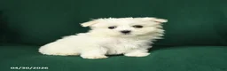 Maltese dogs for sale: Cindy - Ad 2