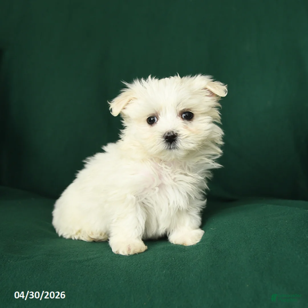 Maltese dogs for sale: Cindy - Ad 2