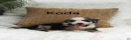Mini Bernedoodle dogs for sale: Koda  Blue eyes 😷🤣😂😇 - Ad 4