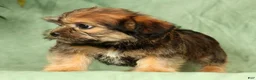 Shorkie dogs for sale: Stewart - Ad 4