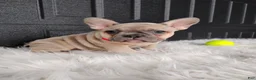 French Bulldog dogs for sale: Fargo  - Ad 4