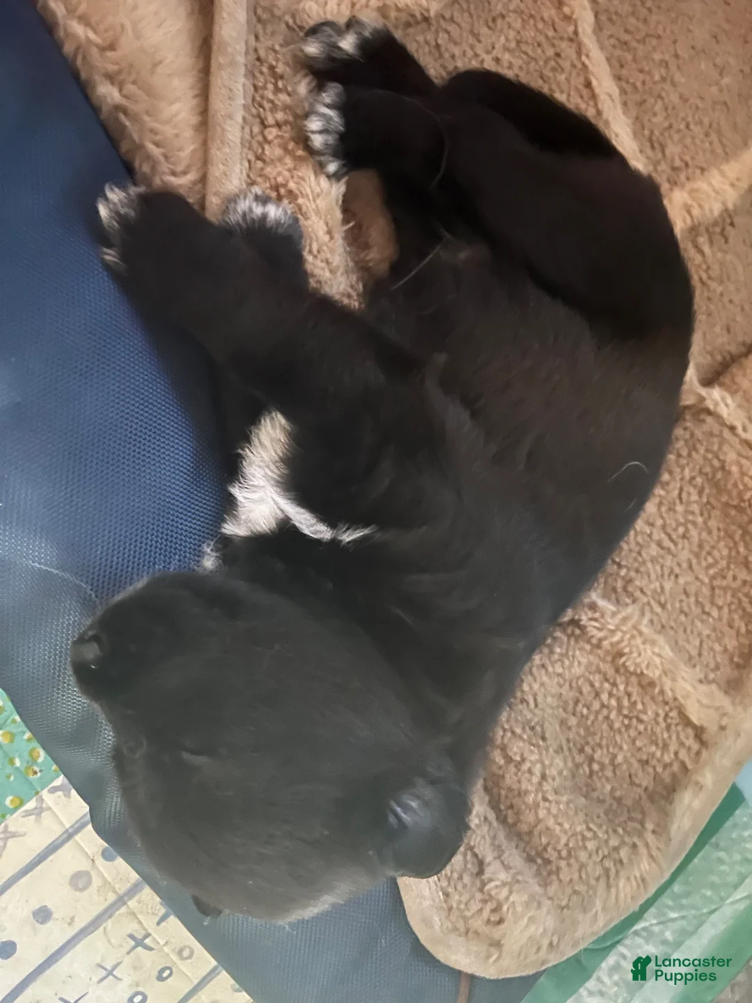 Mixed Breed dogs for sale: Mixed Breed  - Ad 1