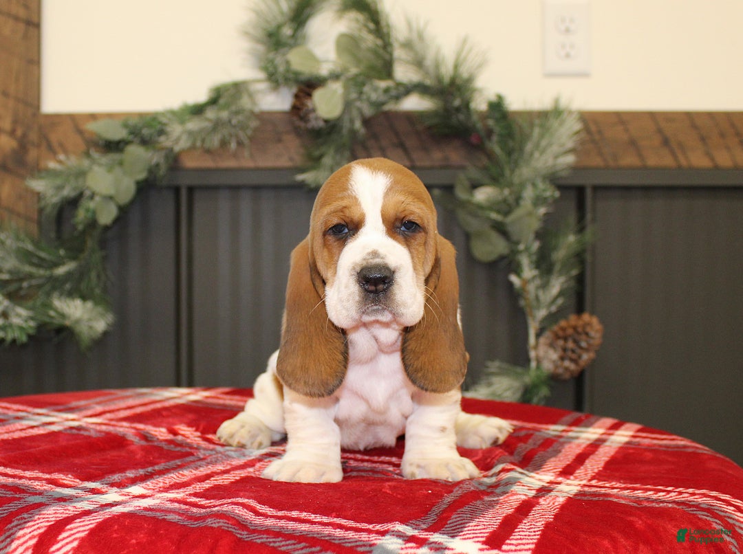Basset Hound dogs for sale: Cookie - Ad 4