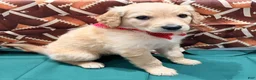 Goldendoodle dogs for sale: buddy - Ad 2
