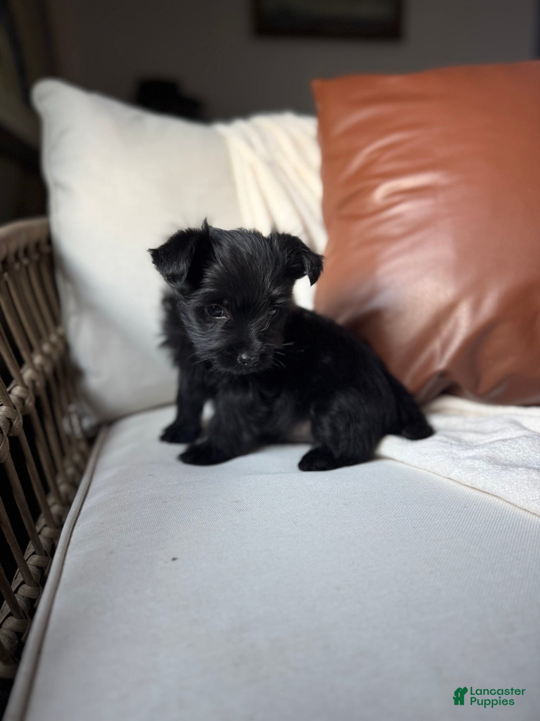Yorkiepoo dogs for sale: Dakota - Ad 8