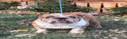 English Bulldog dogs for sale: Blue Fawn n tan (Merle) gen health tested CLEAR - Ad 5