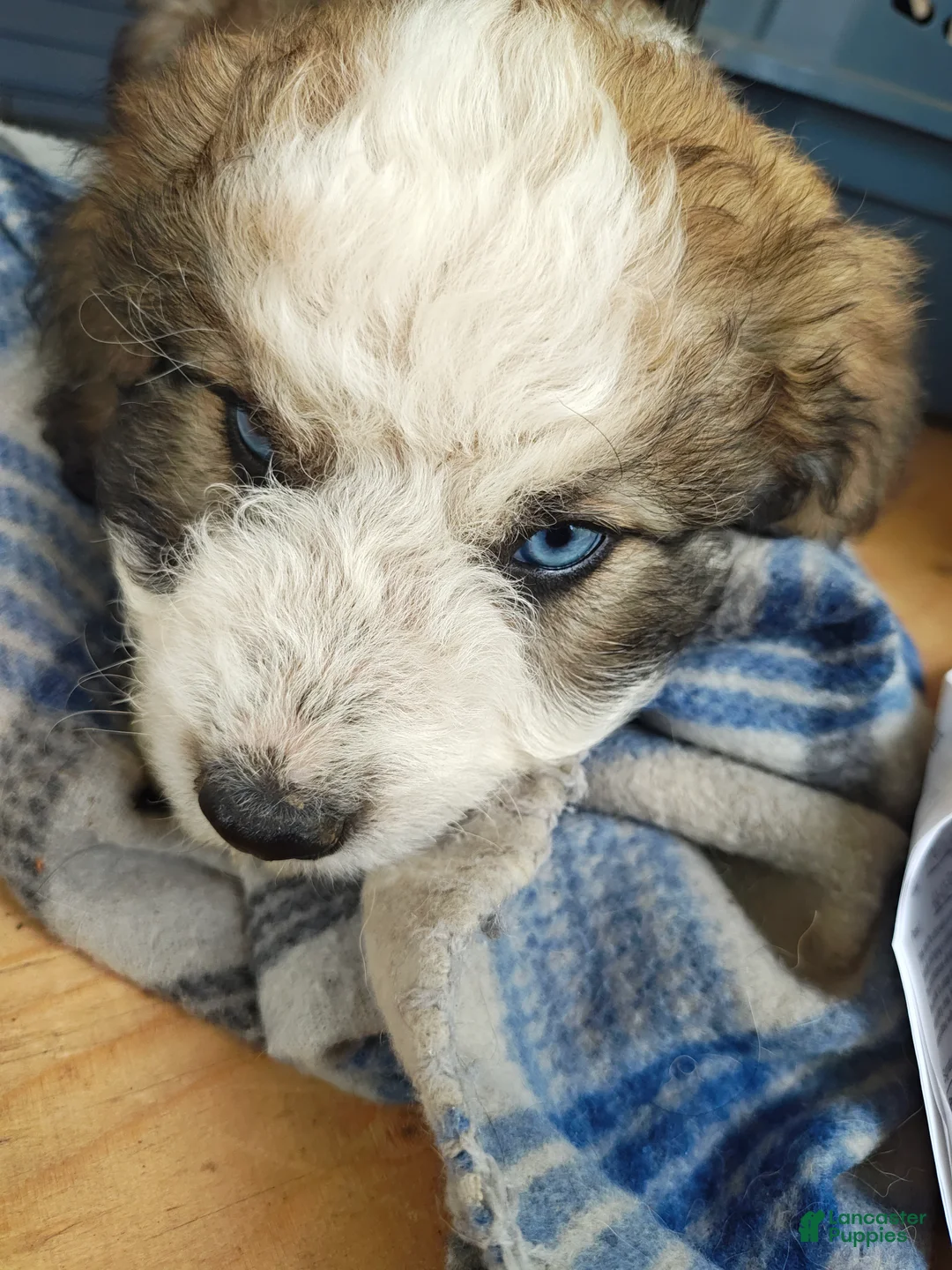 Mixed Breed dogs for sale: Teddy - Ad 1