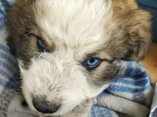 Mixed Breed dogs Teddy - Ad 10