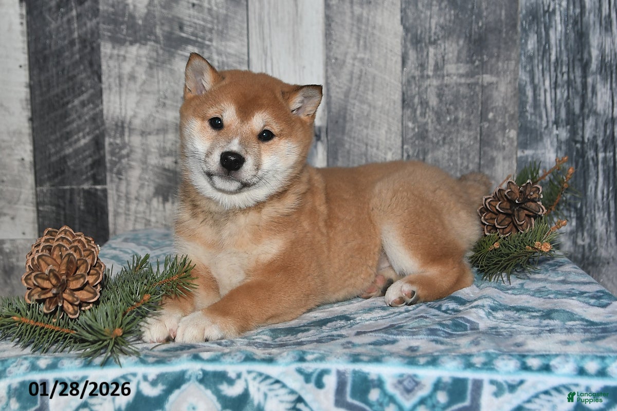 Shiba Inu dogs Kaci - Ad 17
