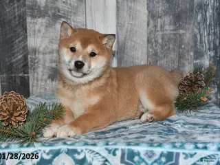 Shiba Inu dogs Kaci - Ad 17