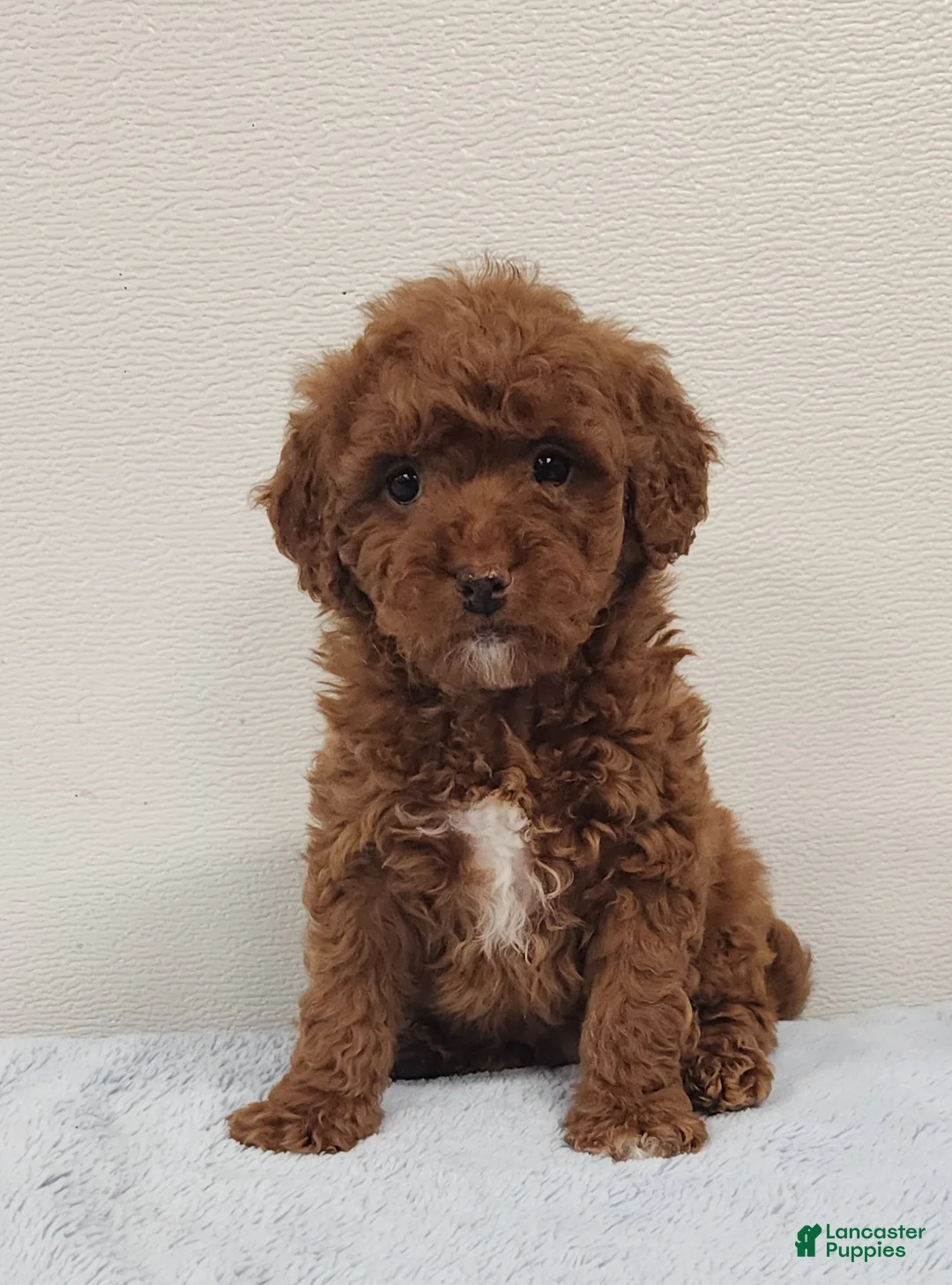 Mini Goldendoodle dogs for sale: Rover - Ad 1