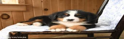 Bernese Mountain Dog dogs for sale: Timothy - Ad 3
