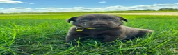 Labrador Retriever dogs for sale: Remi - Ad 14