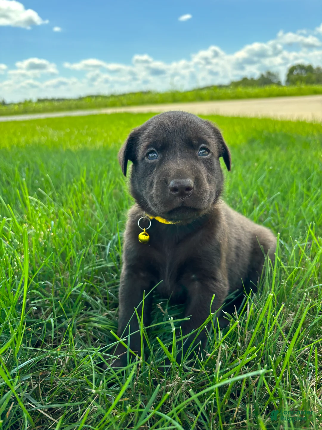 Labrador Retriever dogs for sale: scout - Ad 15