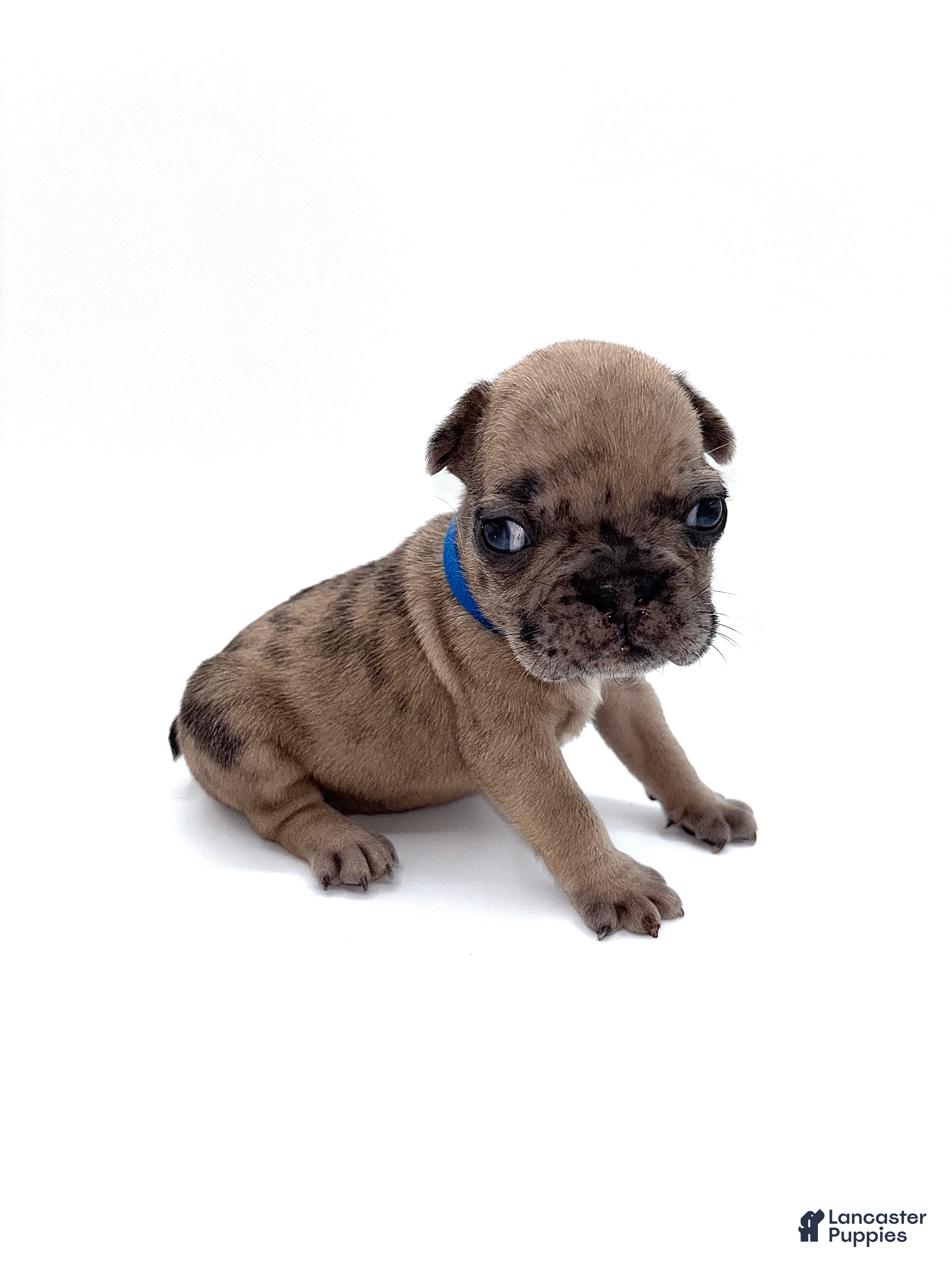 French Bulldog dogs French Bulldog Puppy 3 - Ad 13