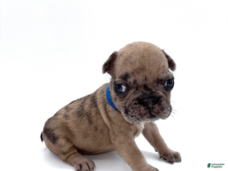 French Bulldog dogs French Bulldog Puppy 3 - Ad 30