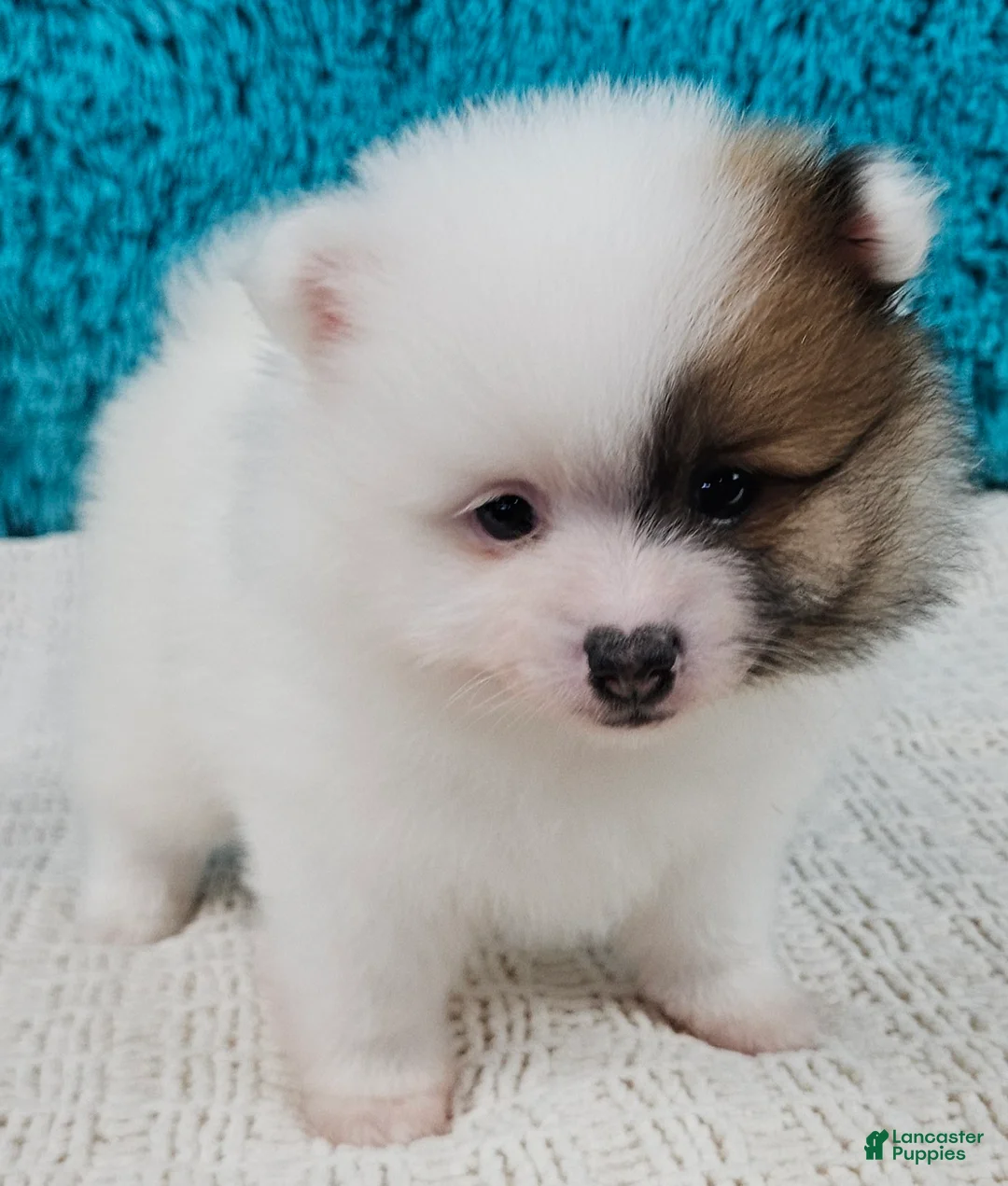 Pomeranian dogs for sale: Arctic  - Ad 2