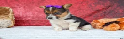 Welsh Corgi Pembroke dogs for sale: Abby🩷  - Ad 16