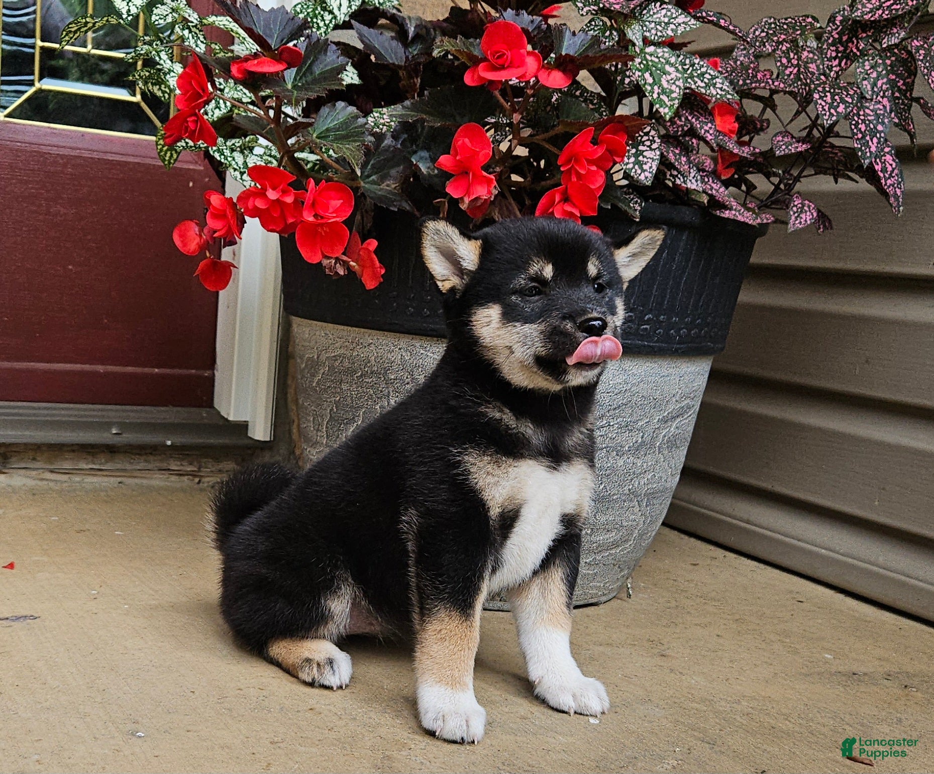 Shiba Inu dogs Holly - Ad 1