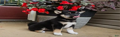 Holly