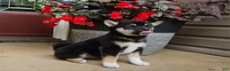 Shiba Inu dogs for sale: Holly - Ad 1