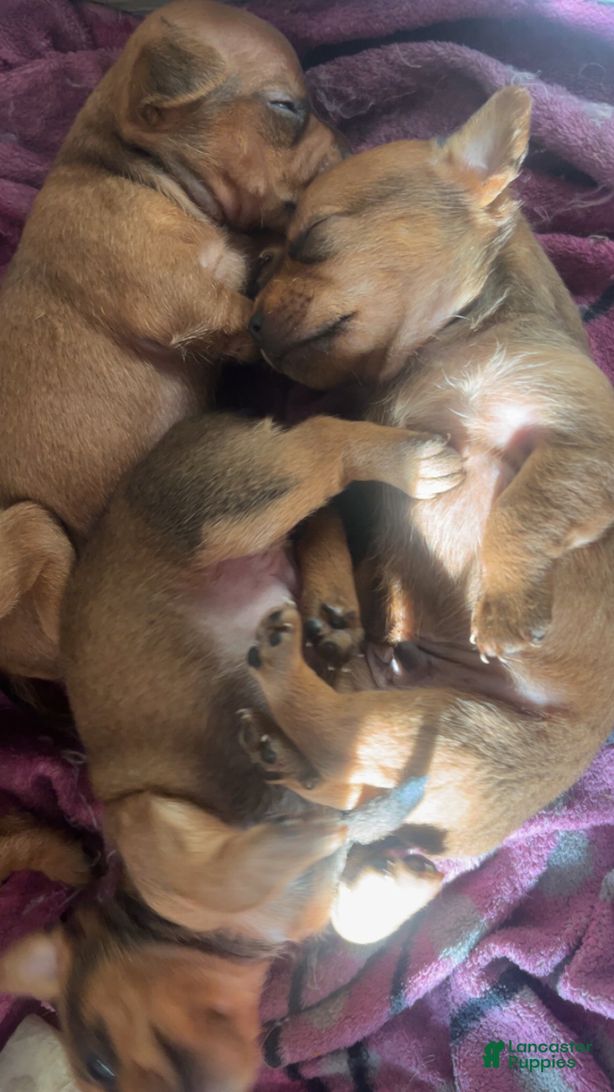 Chorkie dogs Chorkie Puppy 3 - Ad 6