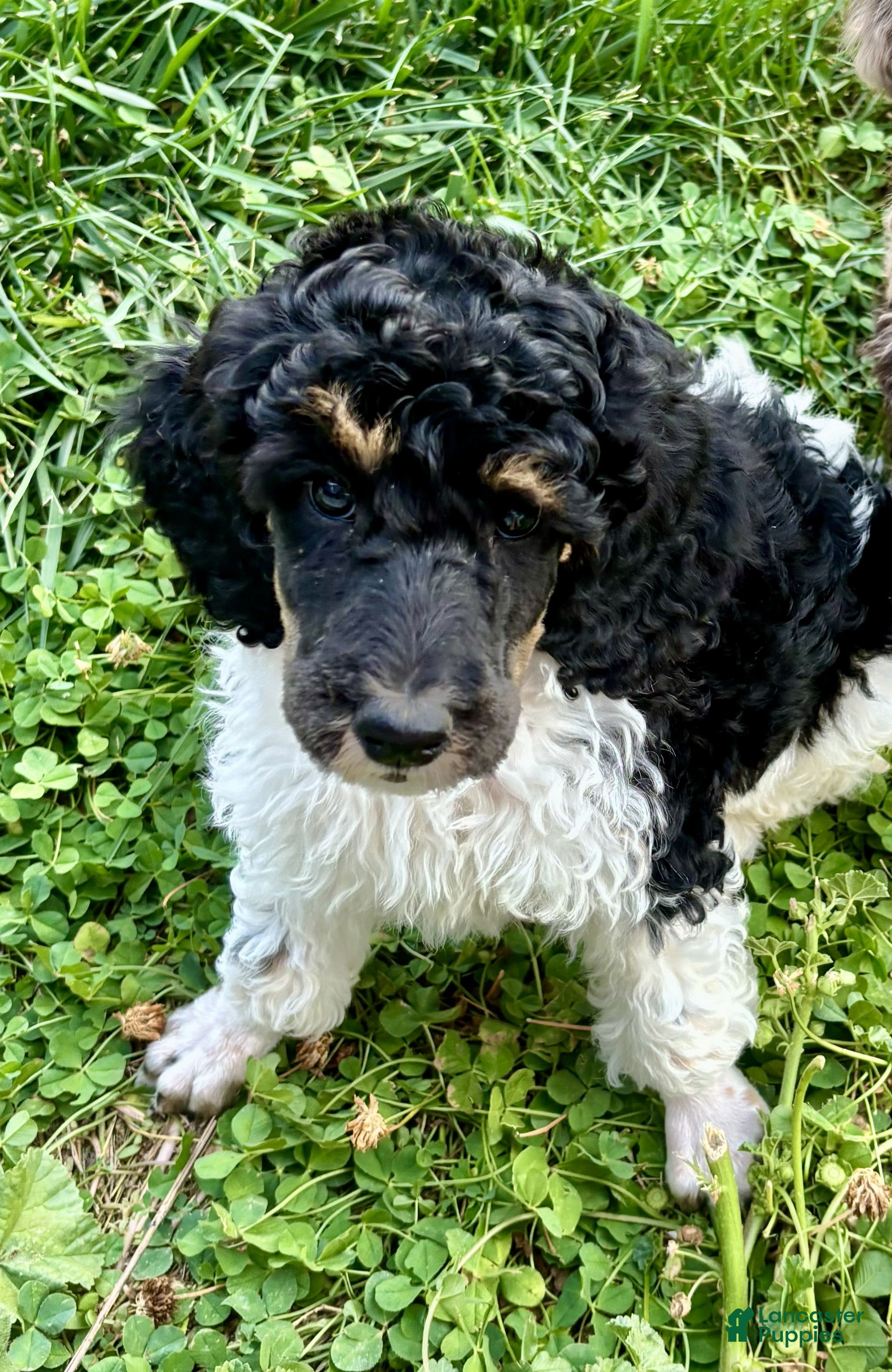 Standard Poodle dogs for sale: Standard Poodle 3 Black Tri - Ad 1