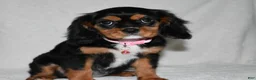 Cavalier King Charles Spaniel dogs for sale: Tessa - Ad 8