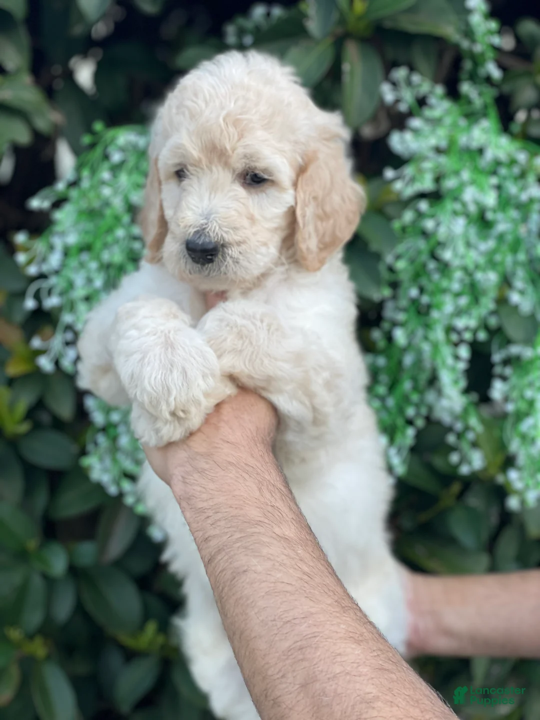 Goldendoodle dogs for sale: Brandy - Ad 3